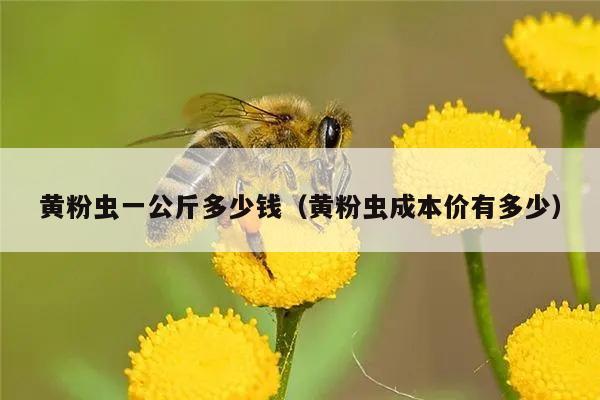 黄粉虫一公斤多少钱（黄粉虫成本价有多少）