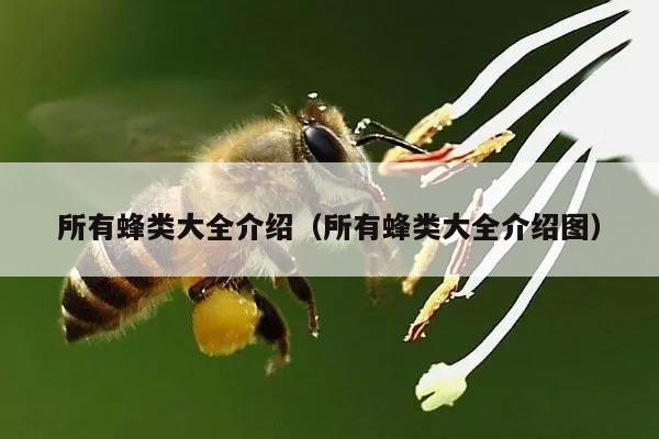 所有蜂类大全介绍（所有蜂类大全介绍图）