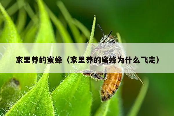 家里养的蜜蜂（家里养的蜜蜂为什么飞走）