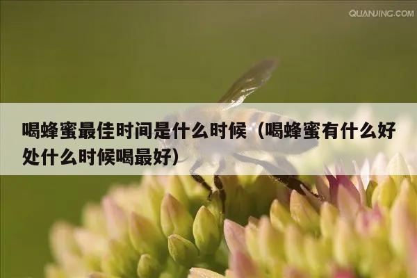 喝蜂蜜最佳时间是什么时候（喝蜂蜜有什么好处什么时候喝最好）