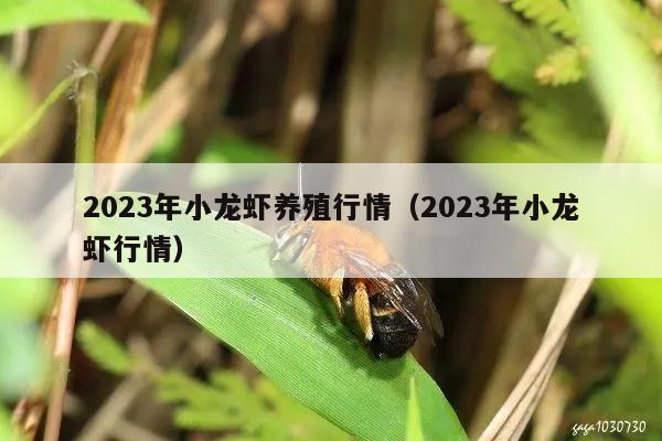 2023年小龙虾养殖行情（2023年小龙虾行情）