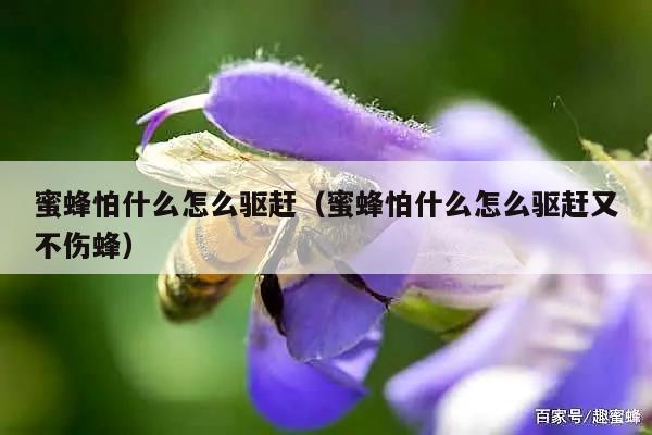 蜜蜂怕什么怎么驱赶（蜜蜂怕什么怎么驱赶又不伤蜂）