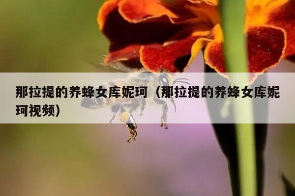 那拉提的养蜂女库妮珂（那拉提的养蜂女库妮珂视频）