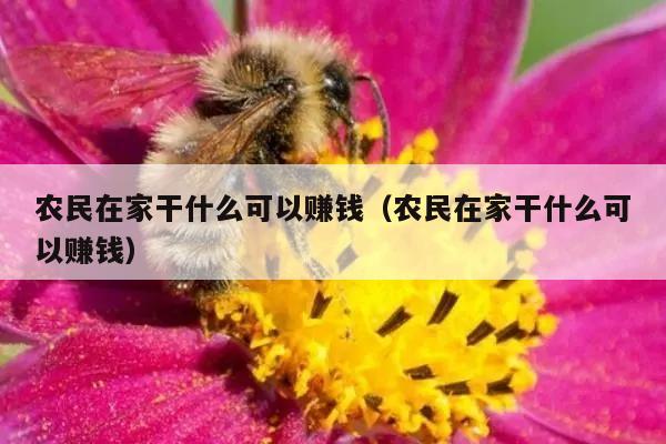 农民在家干什么可以赚钱（农民在家干什么可以赚钱）