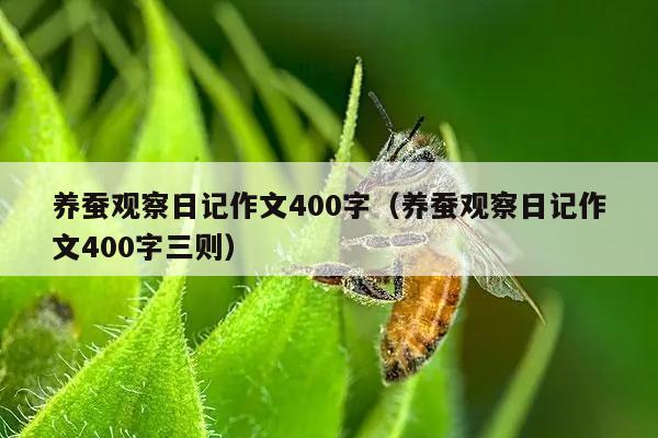 养蚕观察日记作文400字（养蚕观察日记作文400字三则）