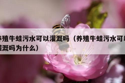 养殖牛蛙污水可以灌溉吗（养殖牛蛙污水可以灌溉吗为什么）