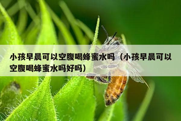 小孩早晨可以空腹喝蜂蜜水吗（小孩早晨可以空腹喝蜂蜜水吗好吗）