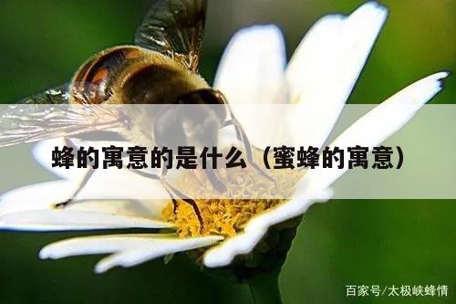 蜂的寓意的是什么（蜜蜂的寓意）