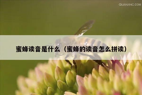 蜜蜂读音是什么（蜜蜂的读音怎么拼读）