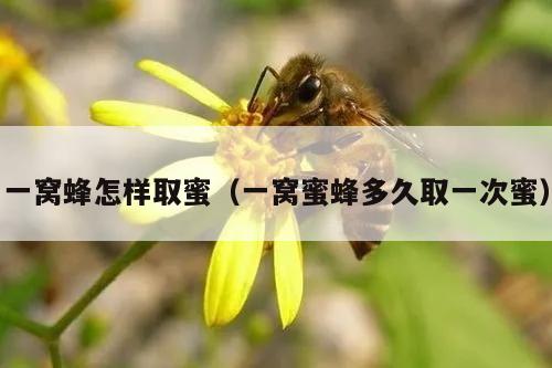 一窝蜂怎样取蜜（一窝蜜蜂多久取一次蜜）