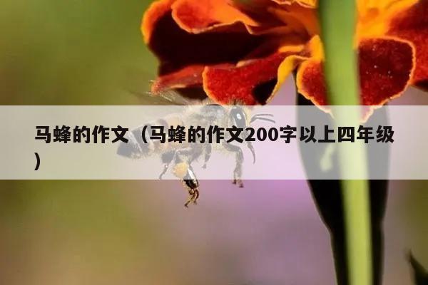 马蜂的作文（马蜂的作文200字以上四年级）