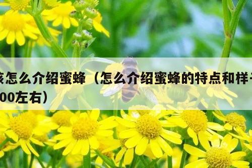 该怎么介绍蜜蜂（怎么介绍蜜蜂的特点和样子300左右）