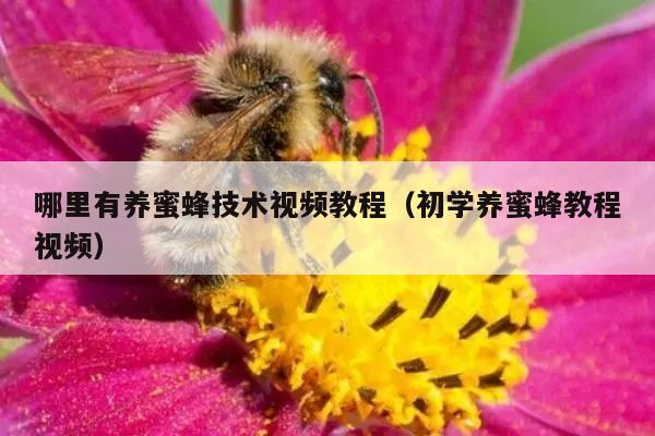 哪里有养蜜蜂技术视频教程（初学养蜜蜂教程视频）