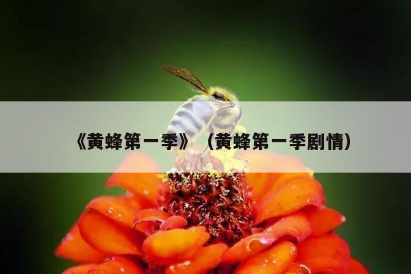 《黄蜂第一季》（黄蜂第一季剧情）