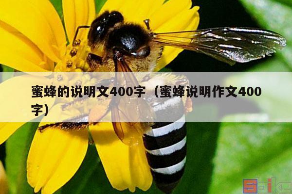 蜜蜂的说明文400字（蜜蜂说明作文400字）