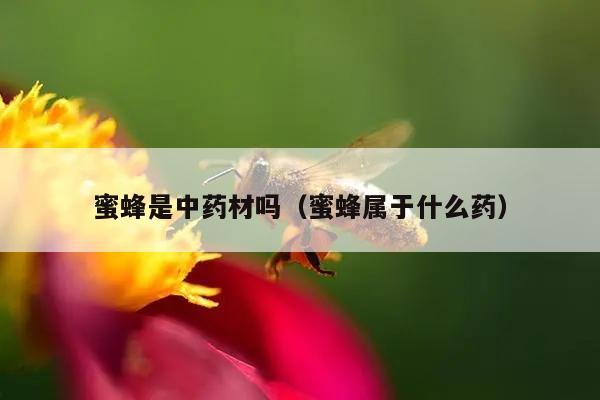 蜜蜂是中药材吗（蜜蜂属于什么药）