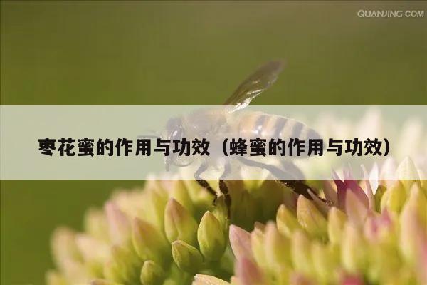 枣花蜜的作用与功效（蜂蜜的作用与功效）