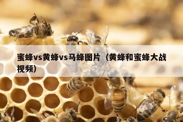 蜜蜂vs黄蜂vs马蜂图片（黄蜂和蜜蜂大战视频）