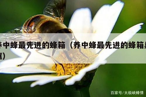 养中蜂最先进的蜂箱（养中蜂最先进的蜂箱巢框）