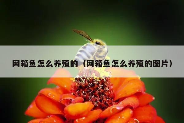 网箱鱼怎么养殖的（网箱鱼怎么养殖的图片）