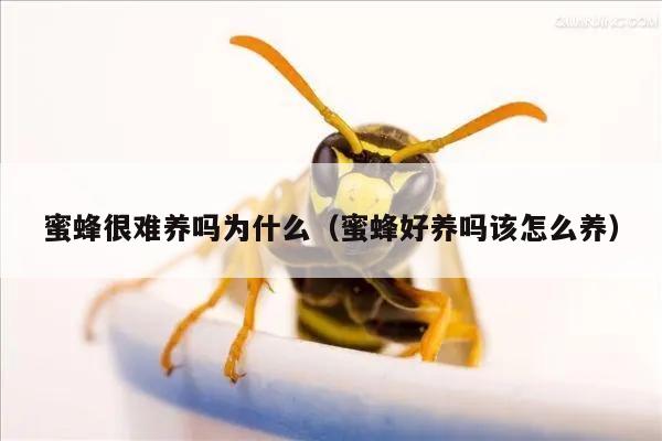 蜜蜂很难养吗为什么（蜜蜂好养吗该怎么养）