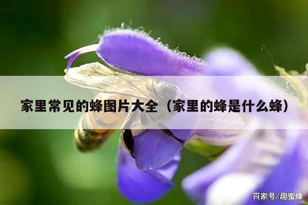 家里常见的蜂图片大全（家里的蜂是什么蜂）