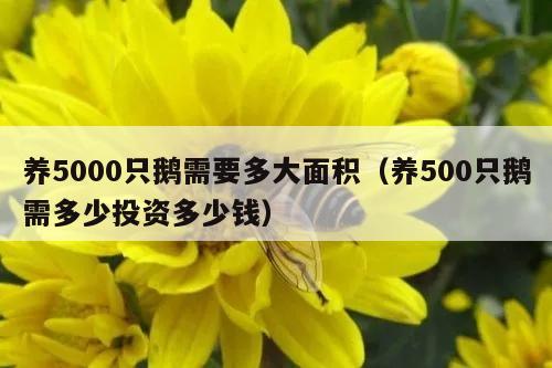 养5000只鹅需要多大面积（养500只鹅需多少投资多少钱）