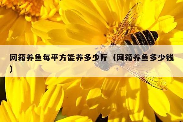 网箱养鱼每平方能养多少斤（网箱养鱼多少钱）