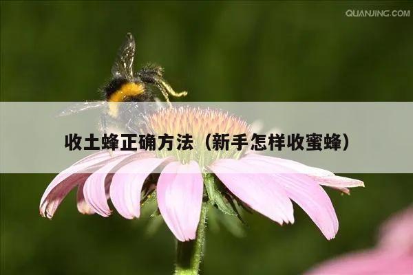 收土蜂正确方法（新手怎样收蜜蜂）