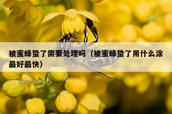 被蜜蜂蛰了需要处理吗（被蜜蜂蛰了用什么涂最好最快）