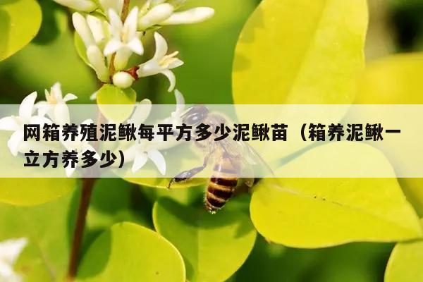 网箱养殖泥鳅每平方多少泥鳅苗（箱养泥鳅一立方养多少）