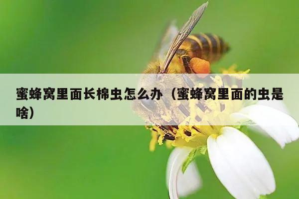 蜜蜂窝里面长棉虫怎么办（蜜蜂窝里面的虫是啥）