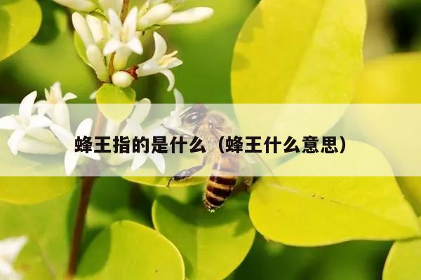 蜂王指的是什么（蜂王什么意思）