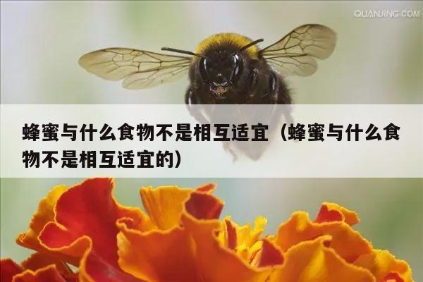 蜂蜜与什么食物不是相互适宜（蜂蜜与什么食物不是相互适宜的）