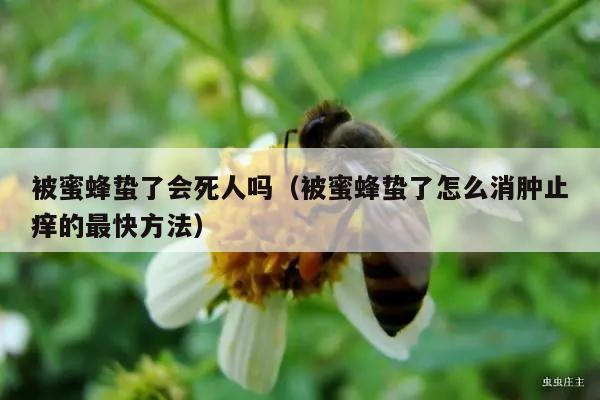 被蜜蜂蛰了会死人吗（被蜜蜂蛰了怎么消肿止痒的最快方法）