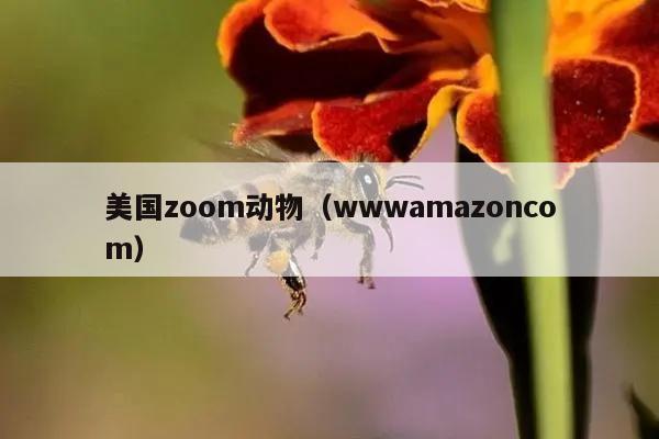 美国zoom动物（wwwamazoncom）