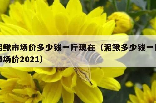 泥鳅市场价多少钱一斤现在（泥鳅多少钱一斤市场价2021）