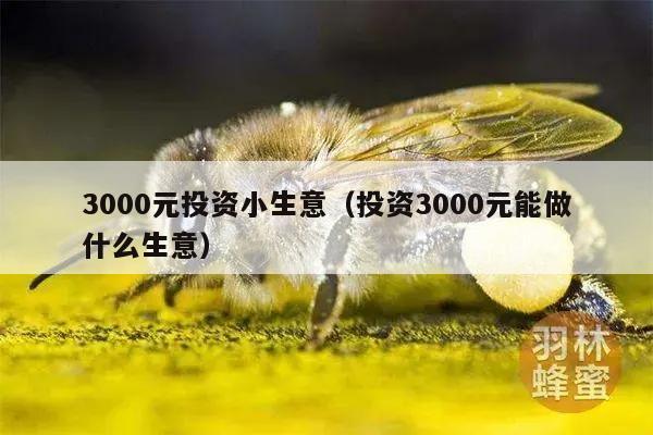 3000元投资小生意（投资3000元能做什么生意）