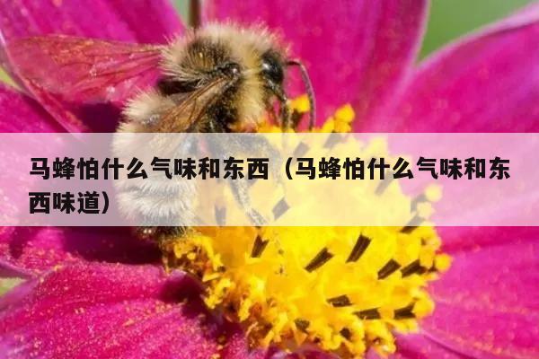 马蜂怕什么气味和东西（马蜂怕什么气味和东西味道）