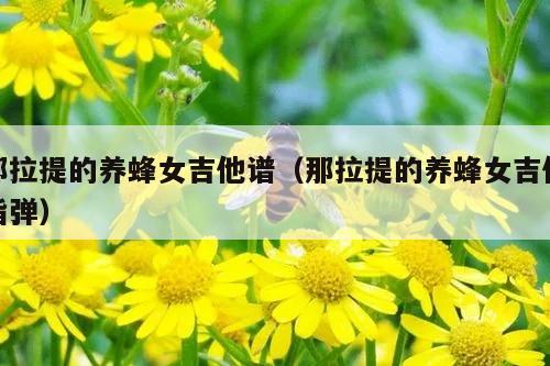 那拉提的养蜂女吉他谱（那拉提的养蜂女吉他指弹）