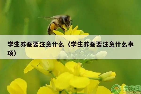 学生养蚕要注意什么（学生养蚕要注意什么事项）