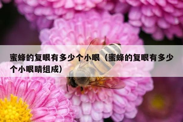 蜜蜂的复眼有多少个小眼（蜜蜂的复眼有多少个小眼睛组成）