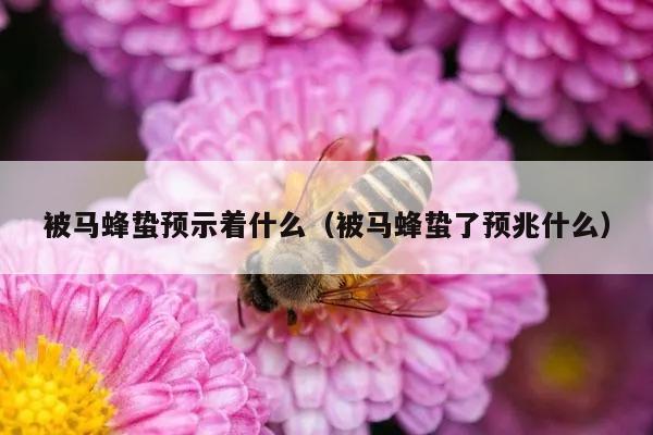 被马蜂蛰预示着什么（被马蜂蛰了预兆什么）