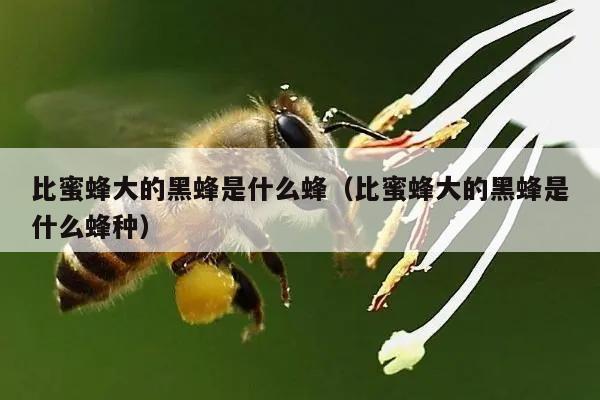 比蜜蜂大的黑蜂是什么蜂（比蜜蜂大的黑蜂是什么蜂种）