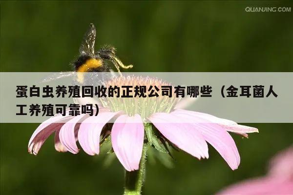 蛋白虫养殖回收的正规公司有哪些（金耳菌人工养殖可靠吗）