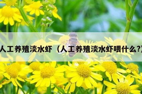 人工养殖淡水虾（人工养殖淡水虾喂什么?）