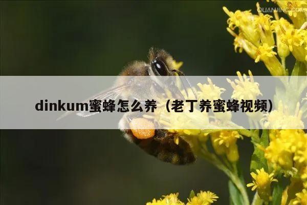 dinkum蜜蜂怎么养（老丁养蜜蜂视频）