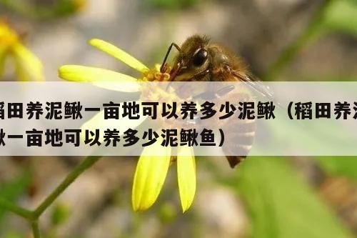 稻田养泥鳅一亩地可以养多少泥鳅（稻田养泥鳅一亩地可以养多少泥鳅鱼）