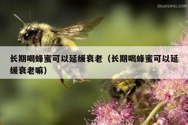 长期喝蜂蜜可以延缓衰老（长期喝蜂蜜可以延缓衰老嘛）