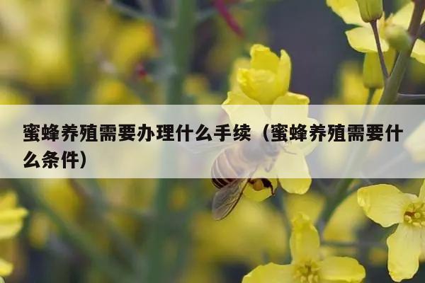 蜜蜂养殖需要办理什么手续（蜜蜂养殖需要什么条件）